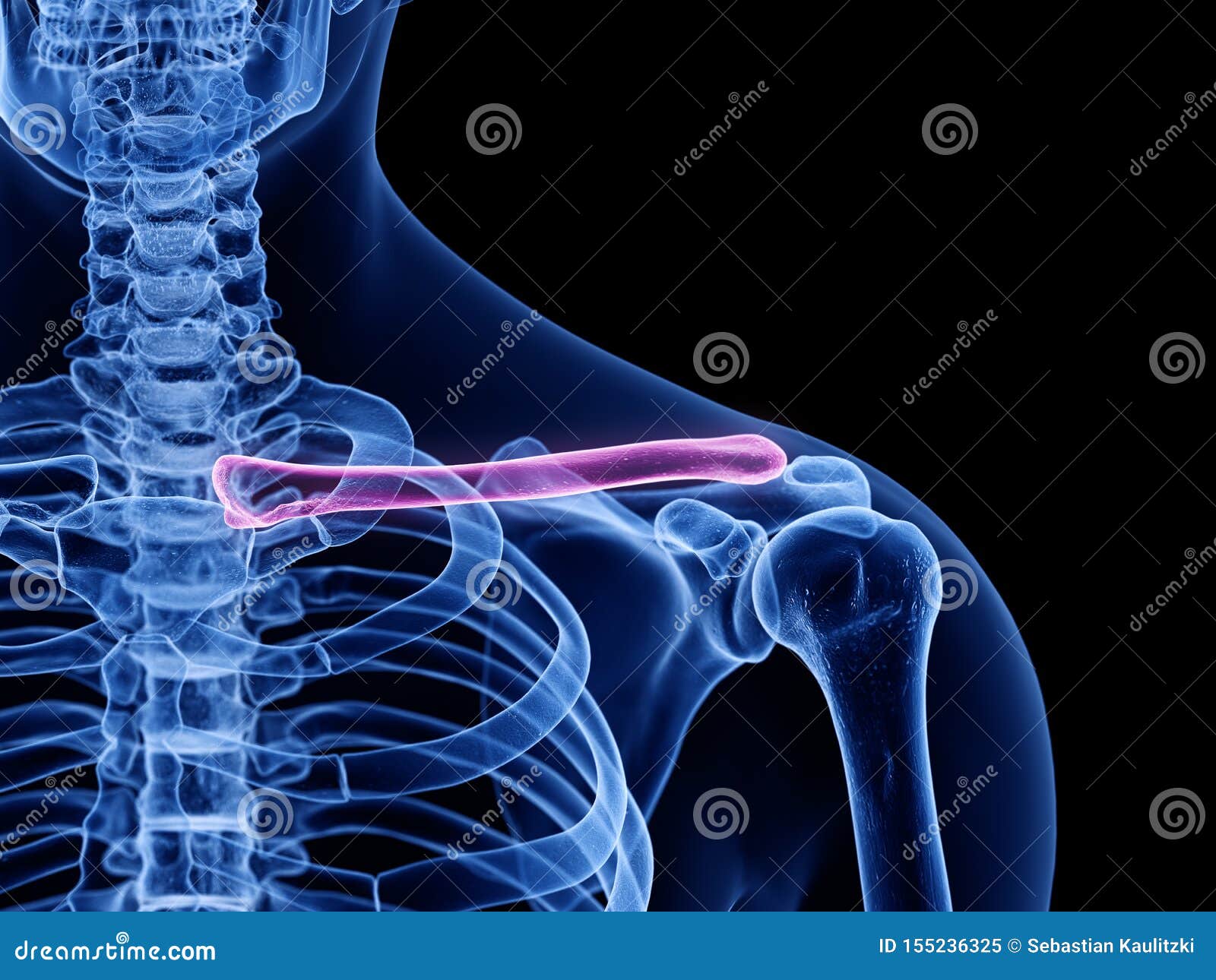 Clavicle Bone Anatomy - Anatomy Bones Stock Photo | CartoonDealer.com