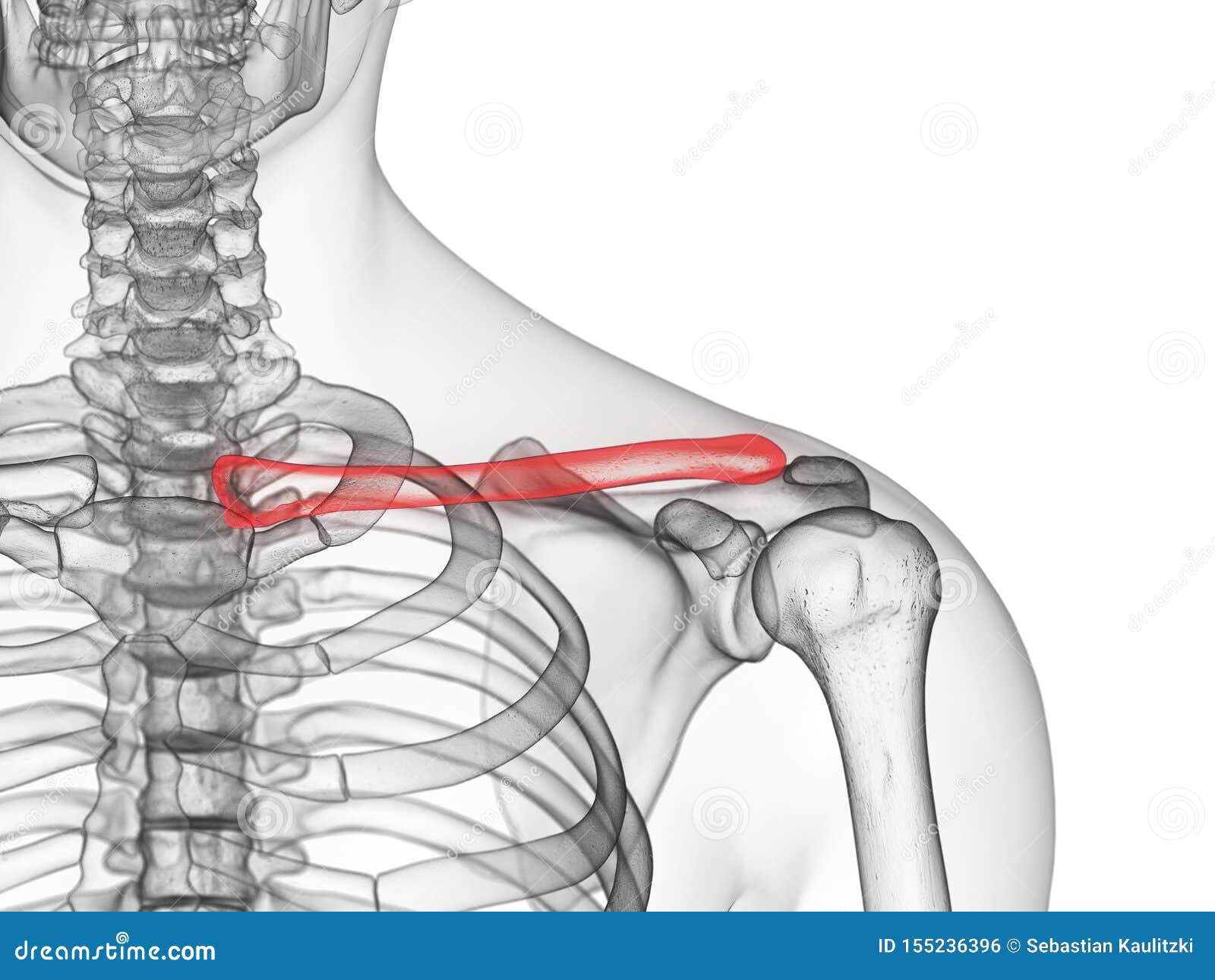 Clavicle Bone Anatomy - Anatomy Bones Stock Photo | CartoonDealer.com