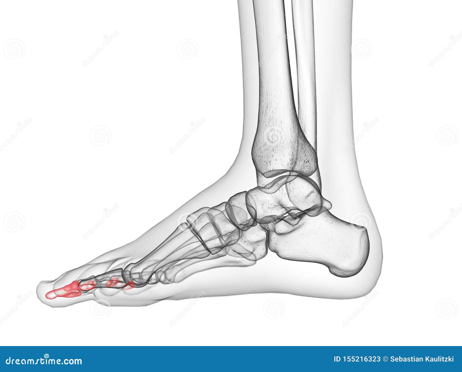 The distal phalanx bones stock illustration. Illustration of biology