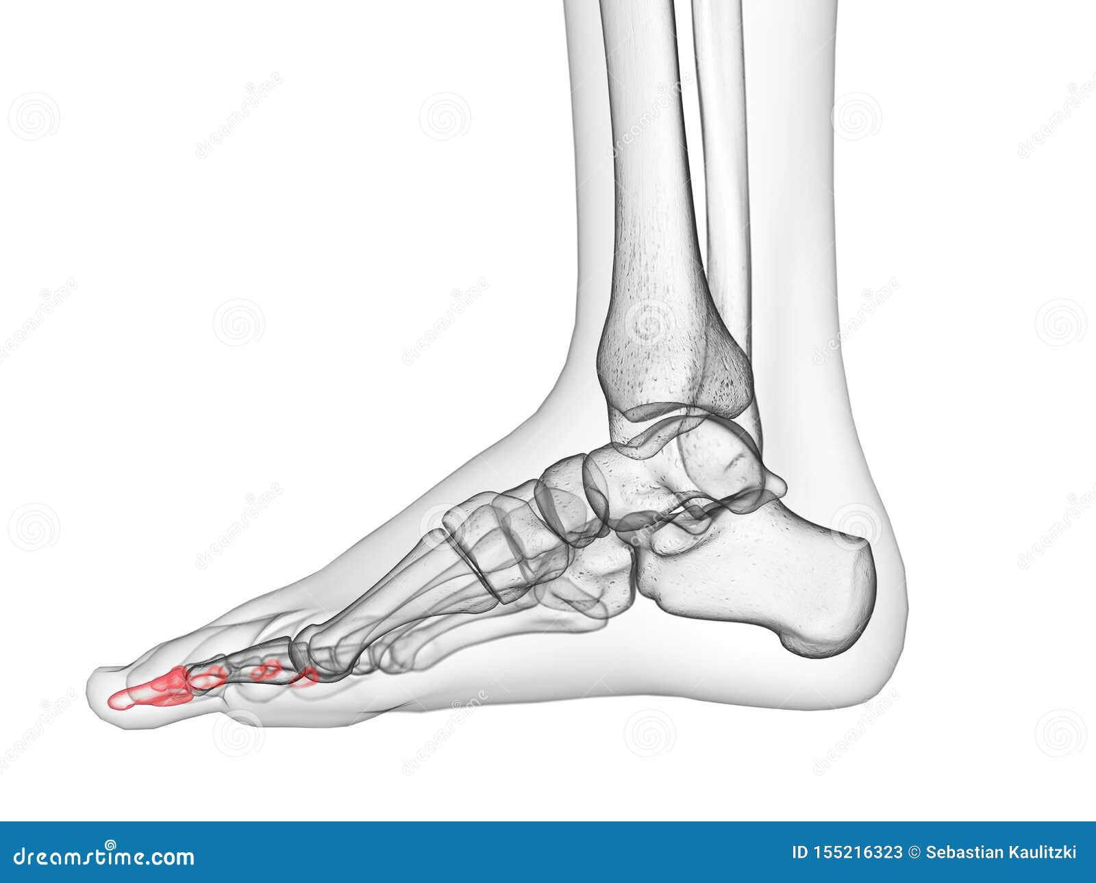 the distal phalanx bones