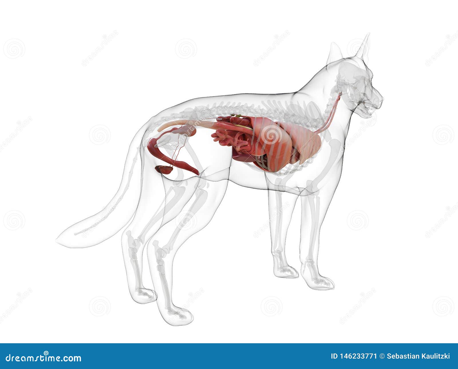 A dogs internal organs stock illustration. Illustration of zoology