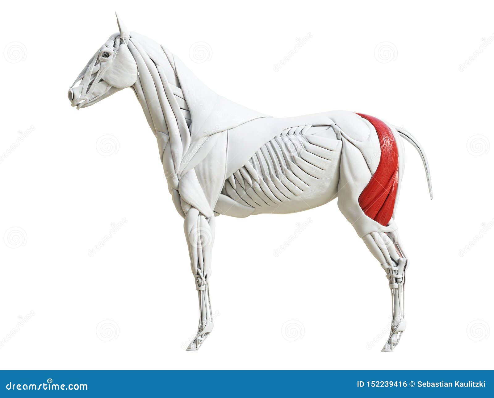 The Equine Muscle Anatomy - Biceps Femoris Stock Illustration