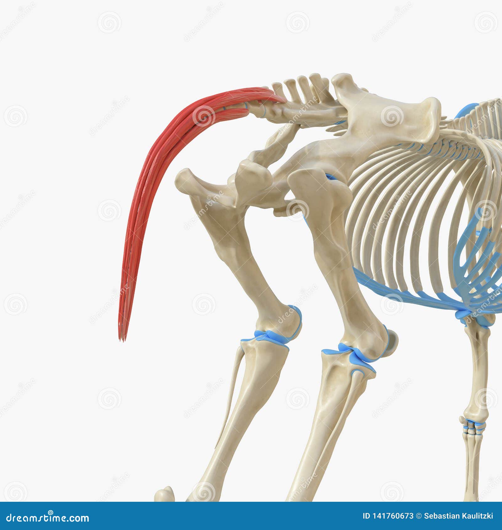 caudal muscle