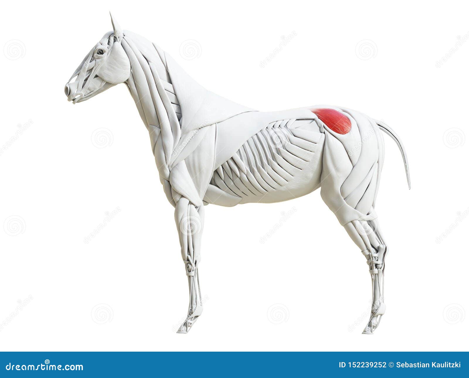the equine muscle anatomy - gluteus medius