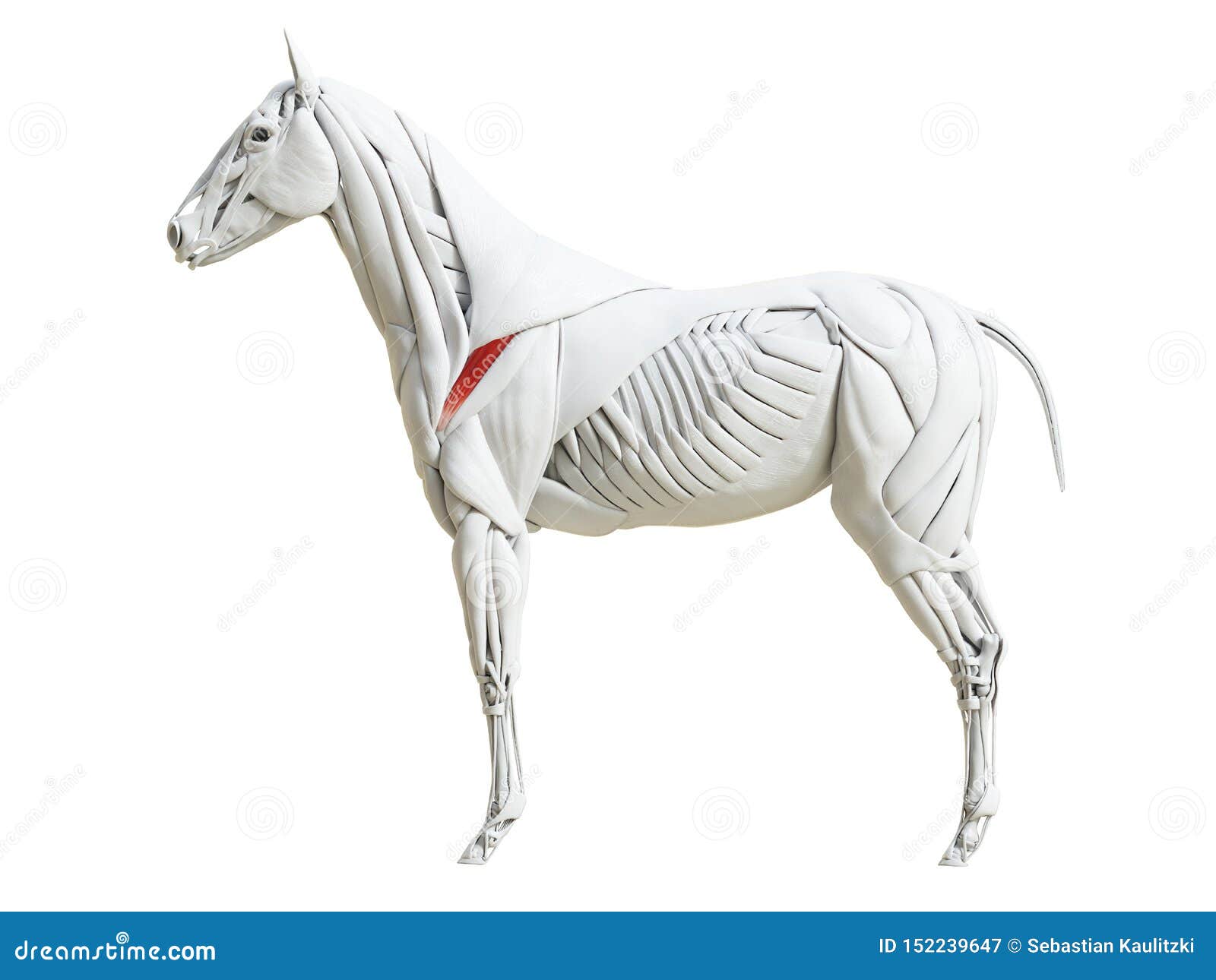the equine muscle anatomy - infraspinatus