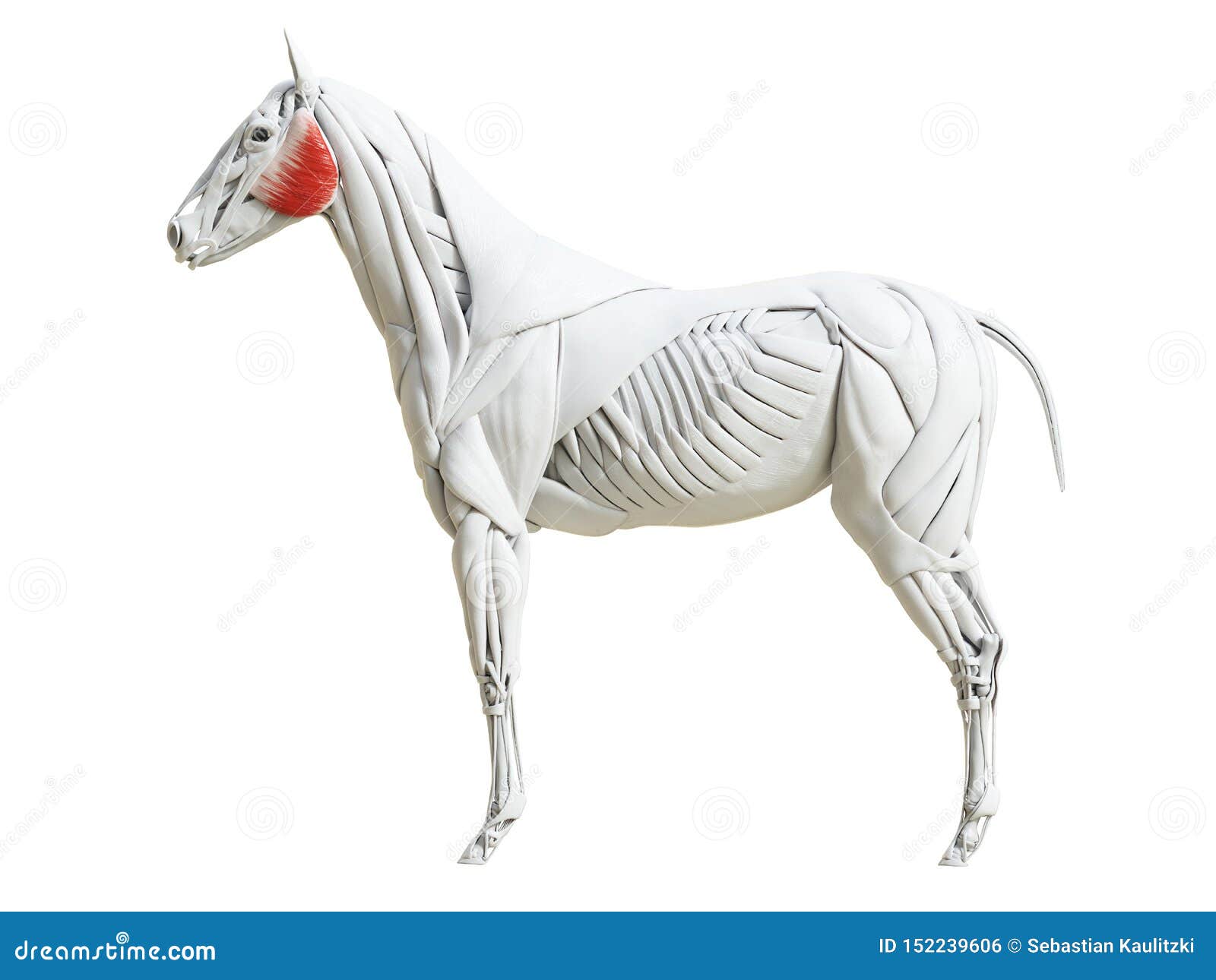 The Equine Muscle Anatomy - Tensor Fascia Latae Royalty-Free