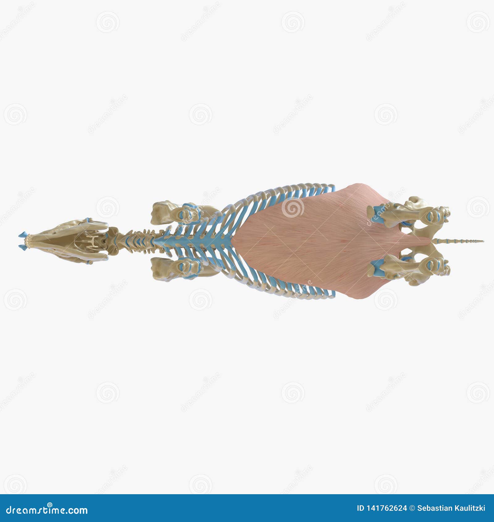 obliquus externus abdominis