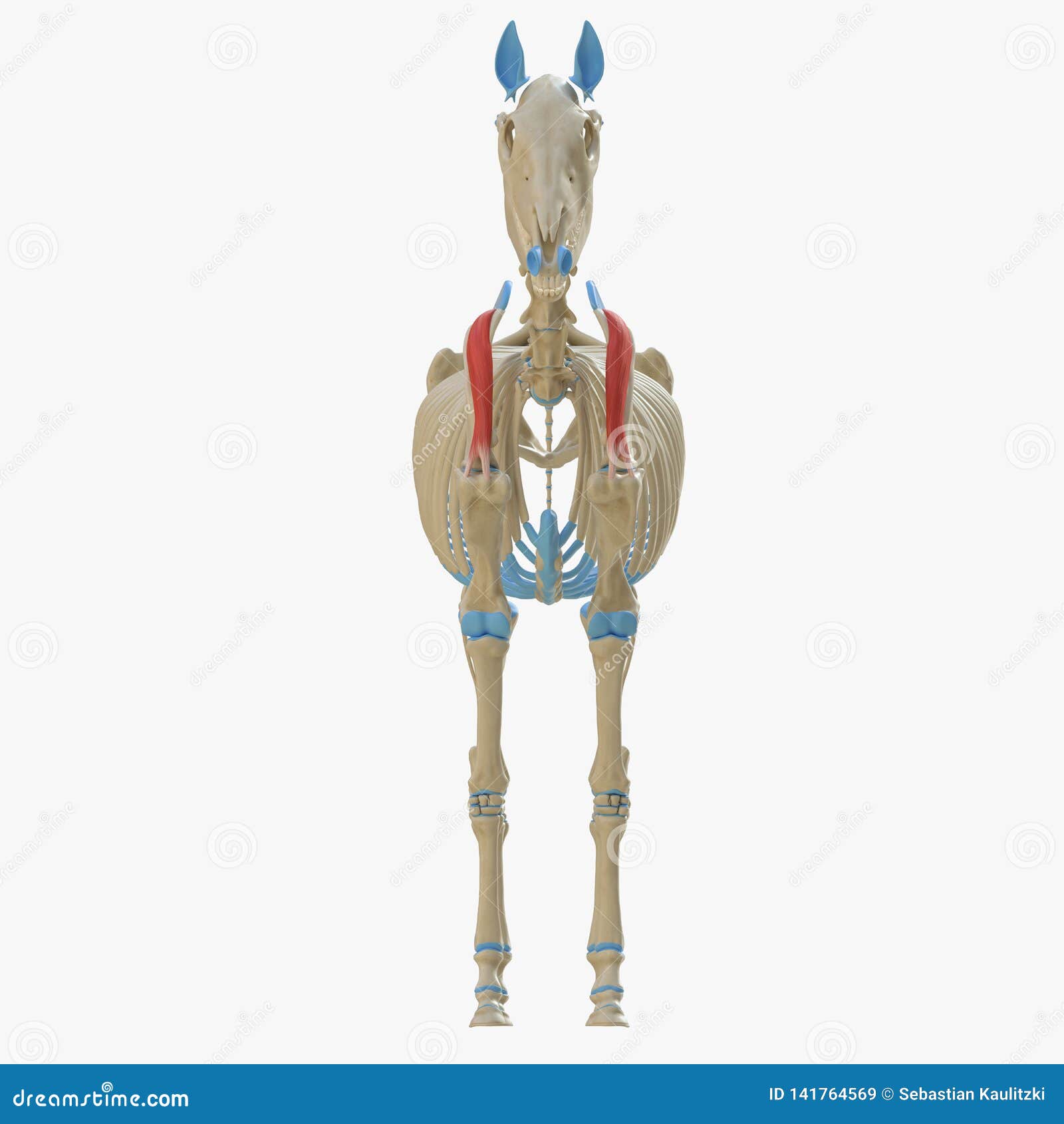 Supraspinatus Muscle And Human Shoulder Skeletal Physiology Outline ...