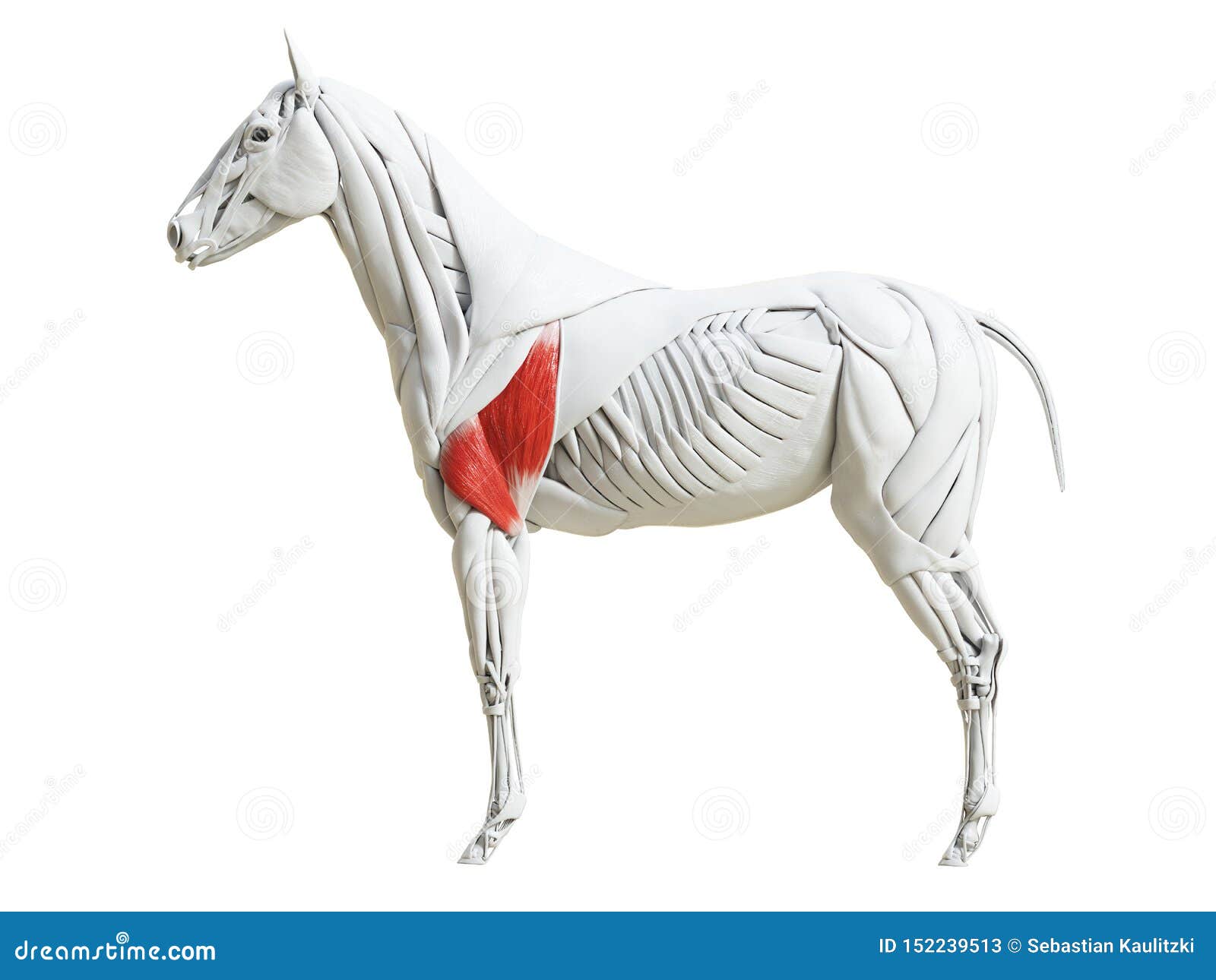 the equine muscle anatomy - triceps brachii