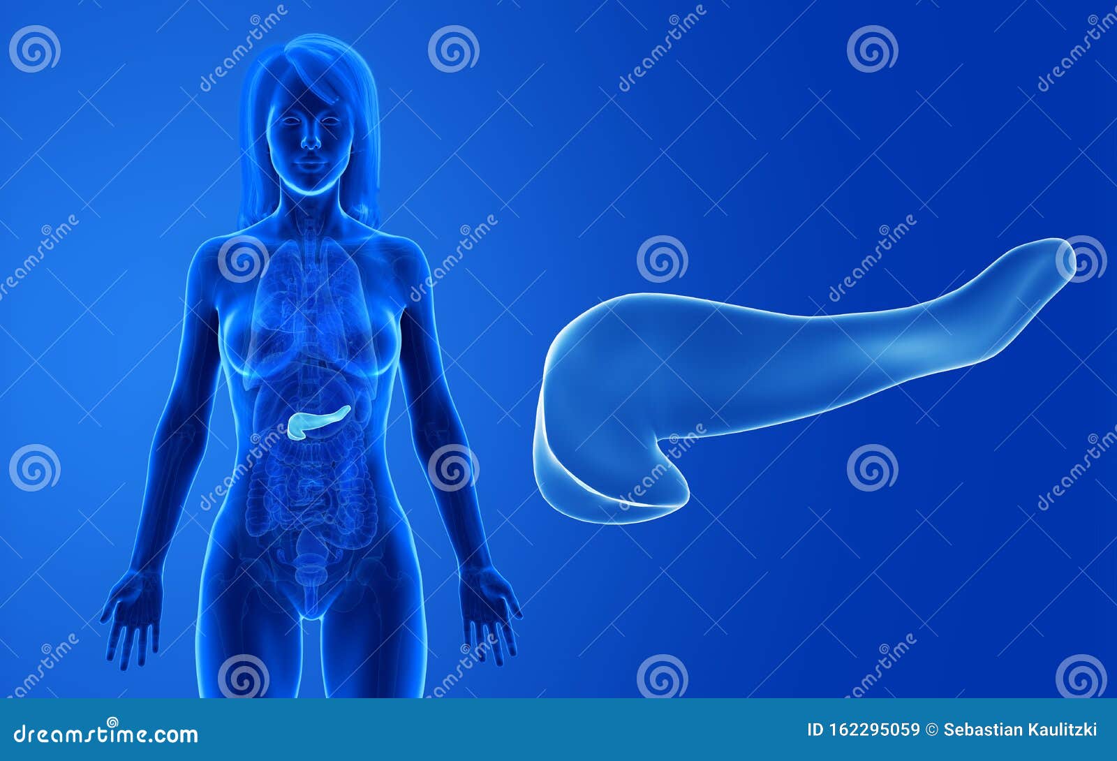 The Female Pancreas Stock Illustration Illustration Of Insulin 162295059