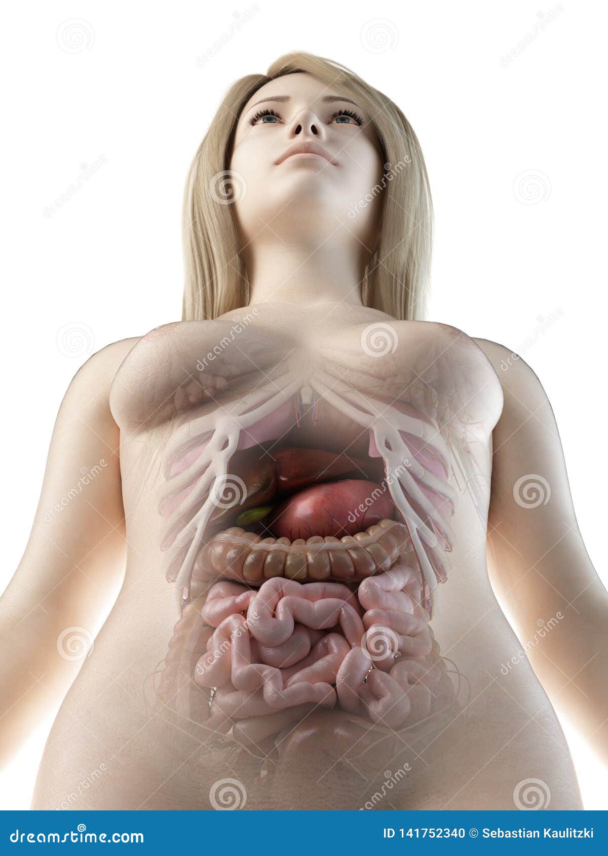 a females abdominal organs
