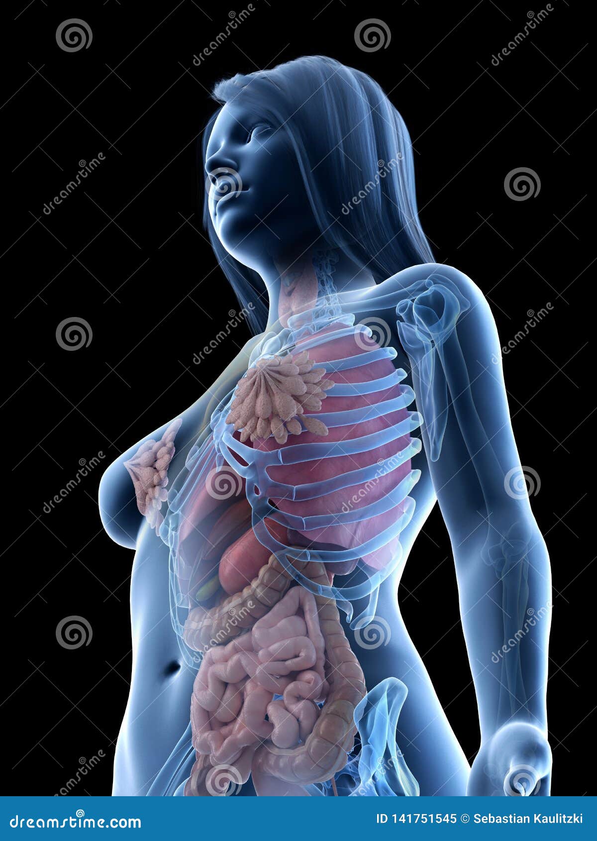 A Females Internal Organs Stock Illustration Illustration Of Rendering 141751545