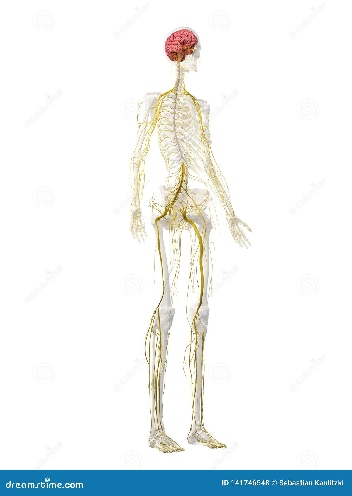 a females nervous system