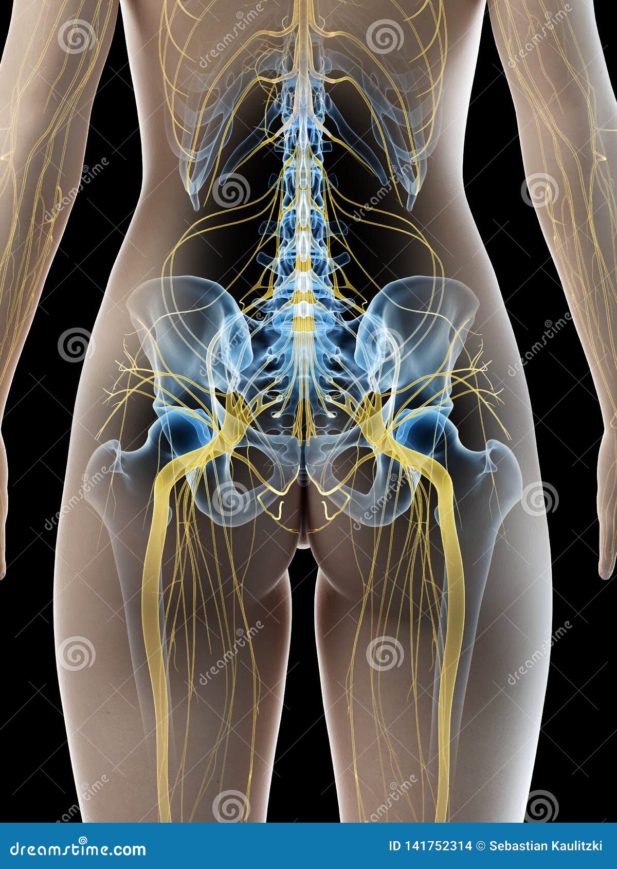 a females sciatic nerve