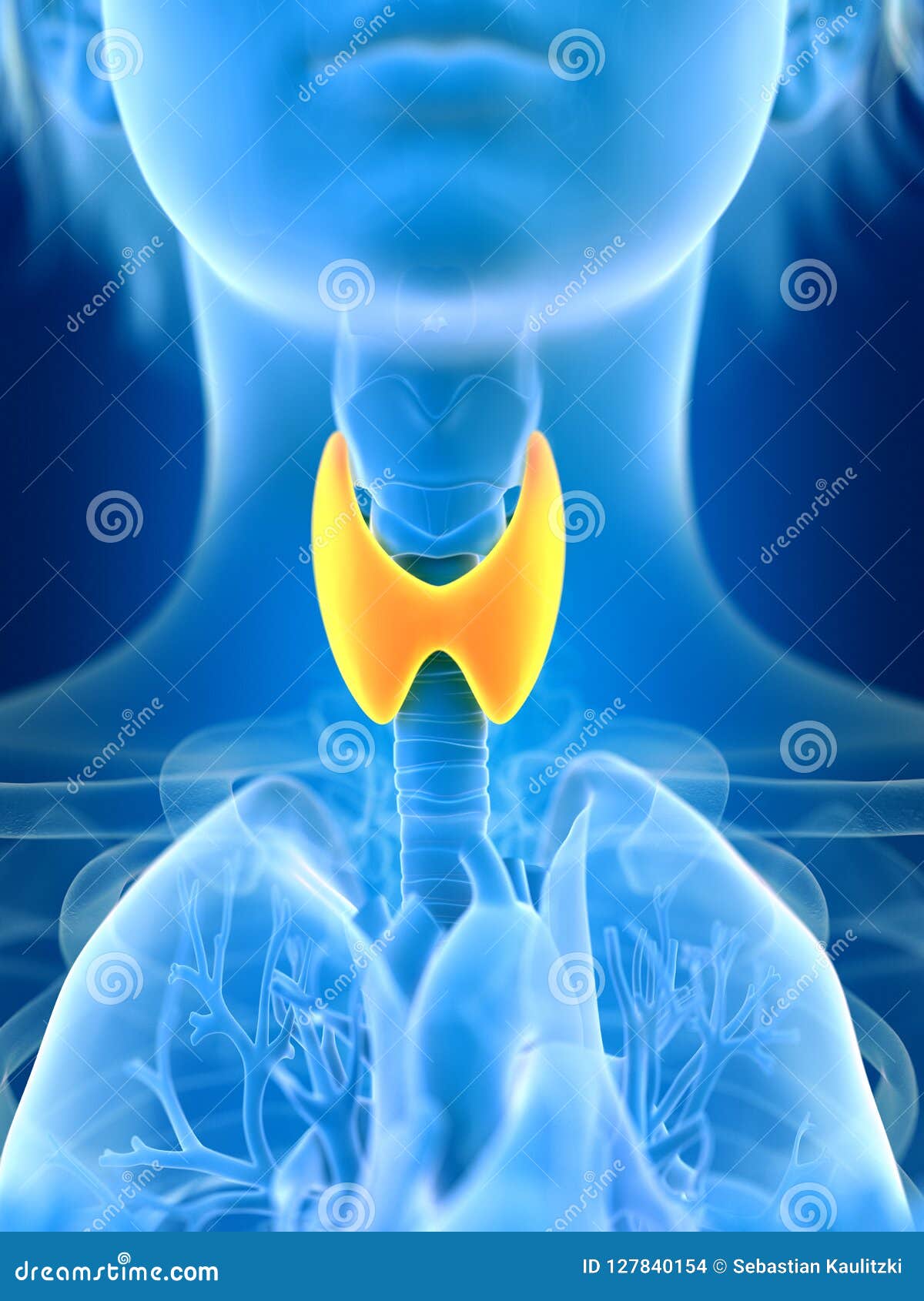 a females thyroid gland