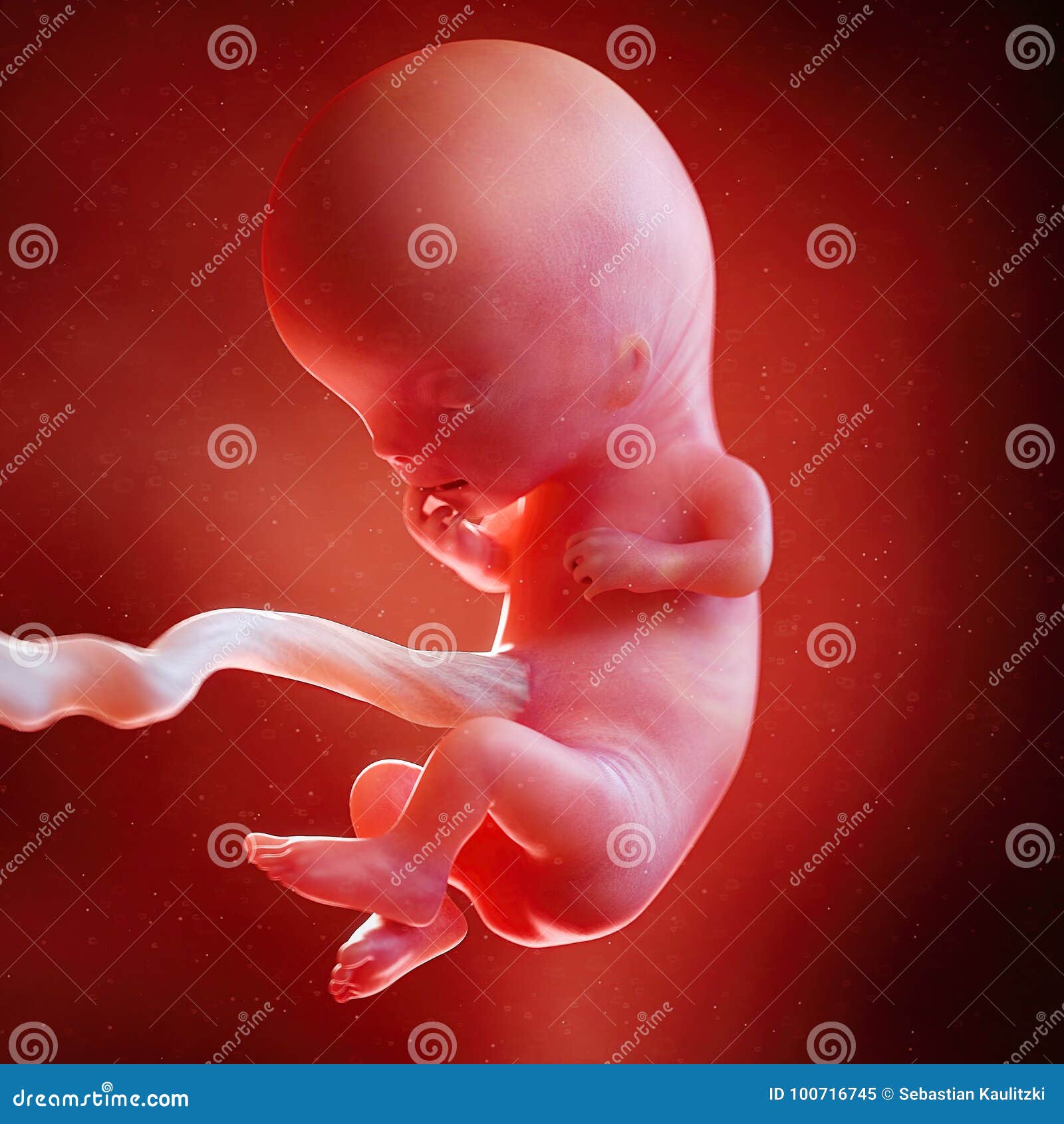 a fetus week 11