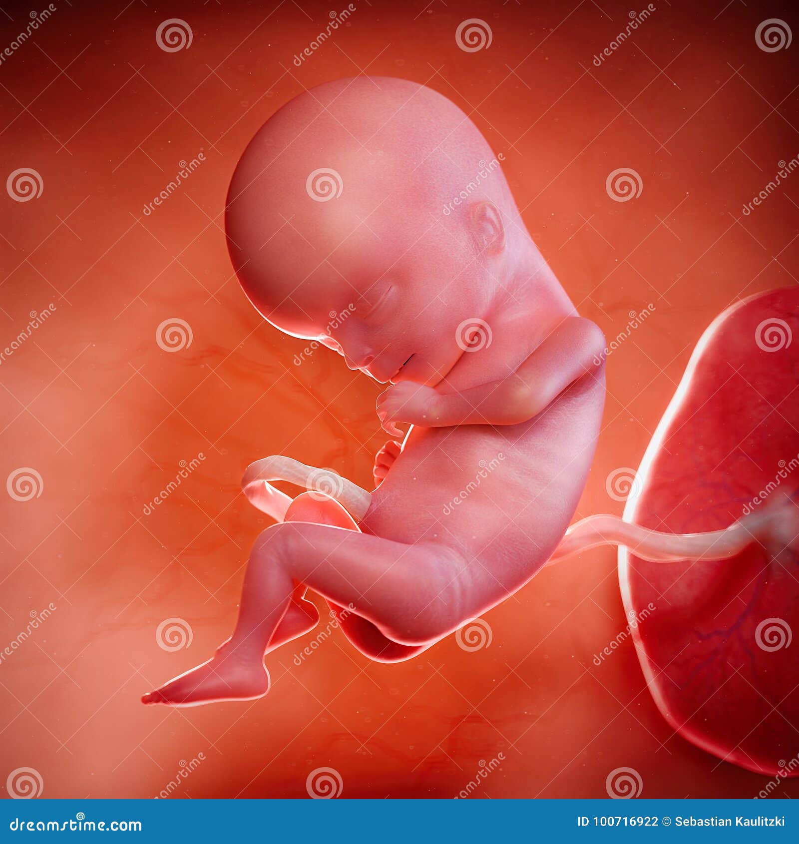 a fetus week 15