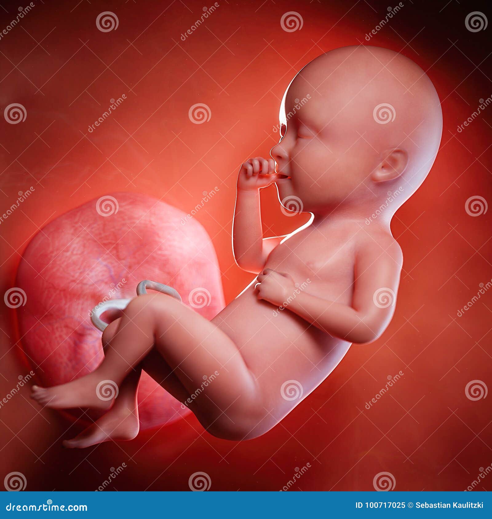 a fetus week 34