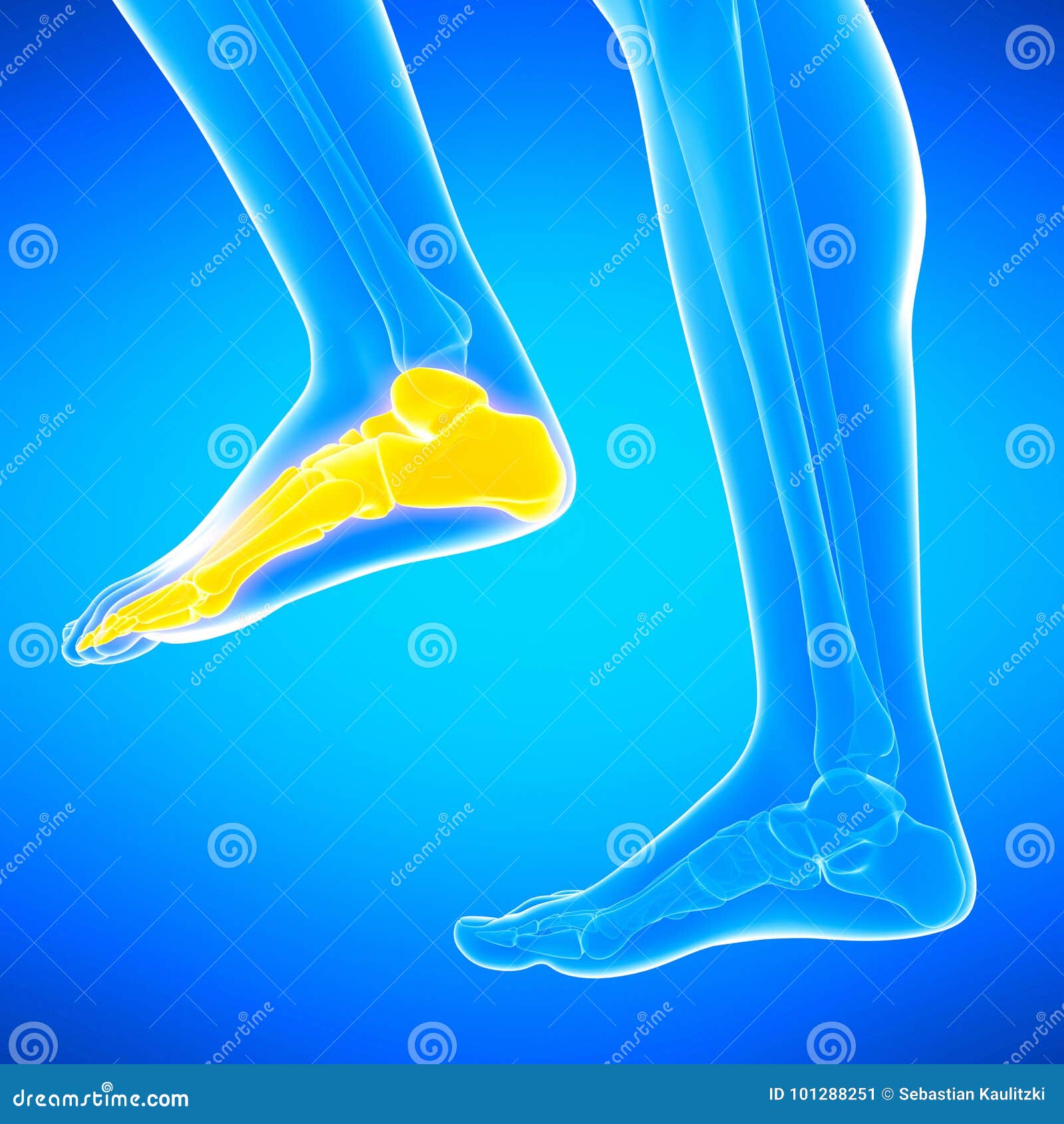 The foot bones stock illustration. Illustration of foot 101288251