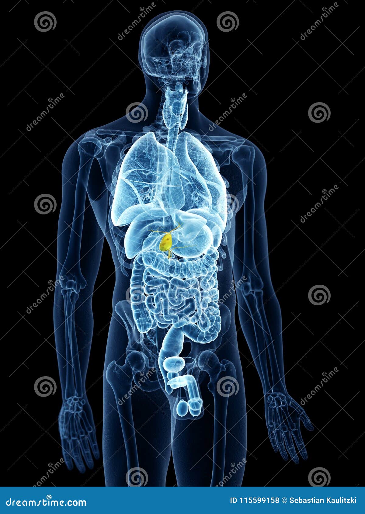 The gallbladder stock illustration. Illustration of internal - 115599158