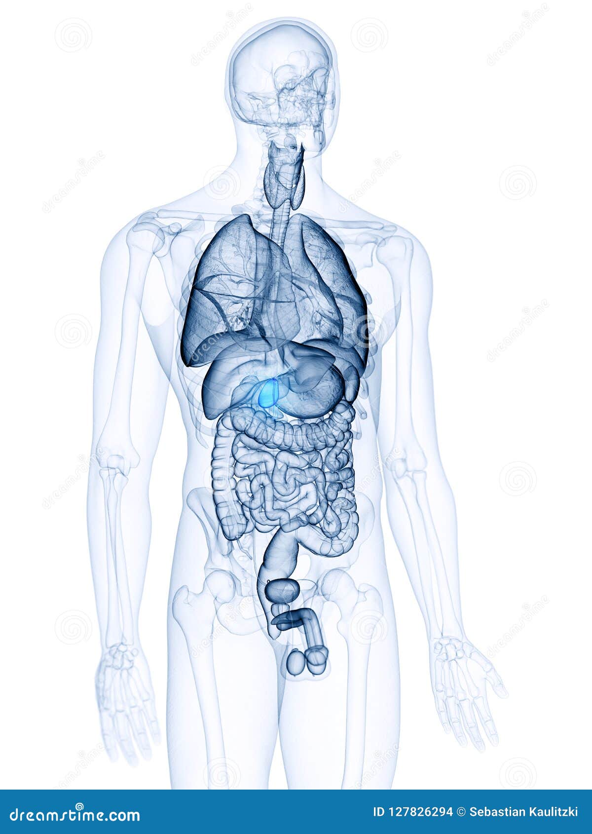 The gallbladder stock illustration. Illustration of inside - 127826294