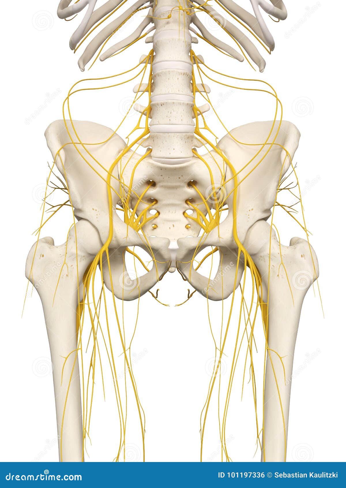 The Hip Nerves Stock Illustration Illustration Of System 101197336