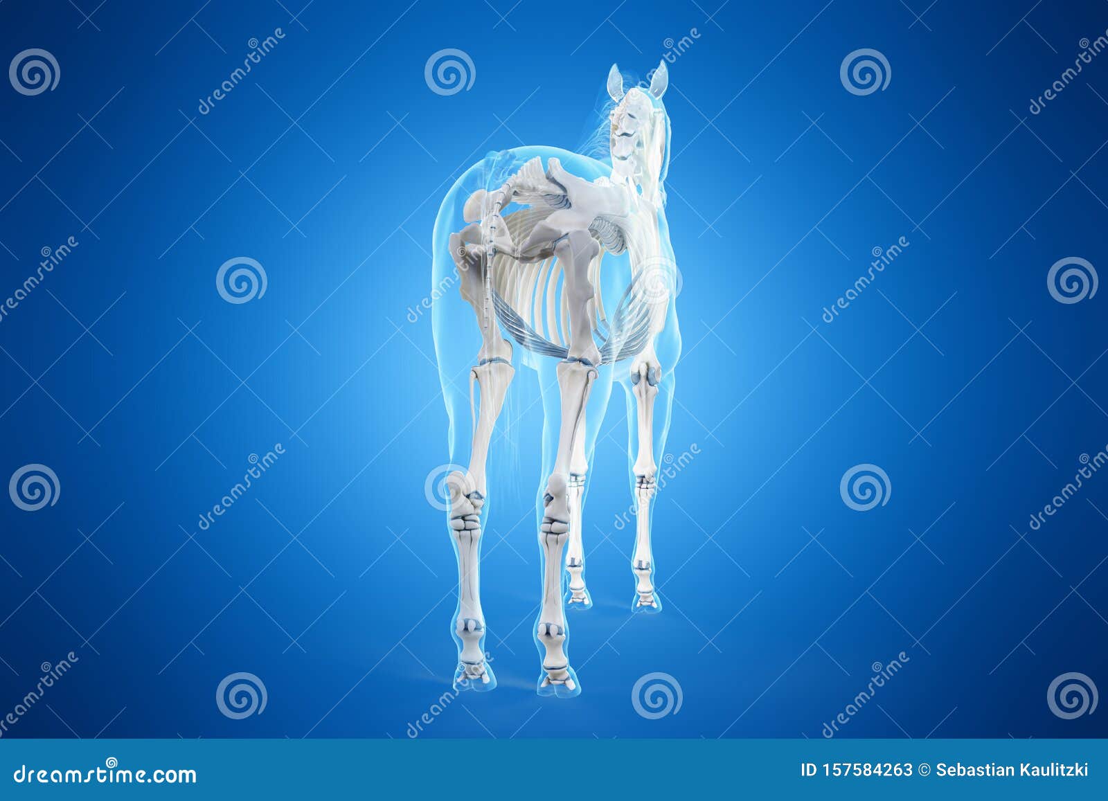 A horses skeleton stock illustration. Illustration of equine - 157584263