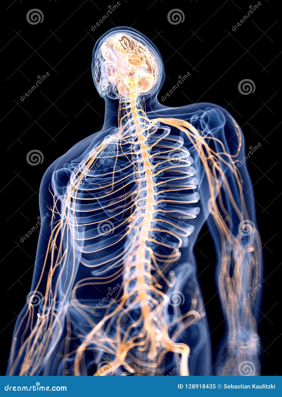 Human Nervous System Medical Vector Illustration Diagram With