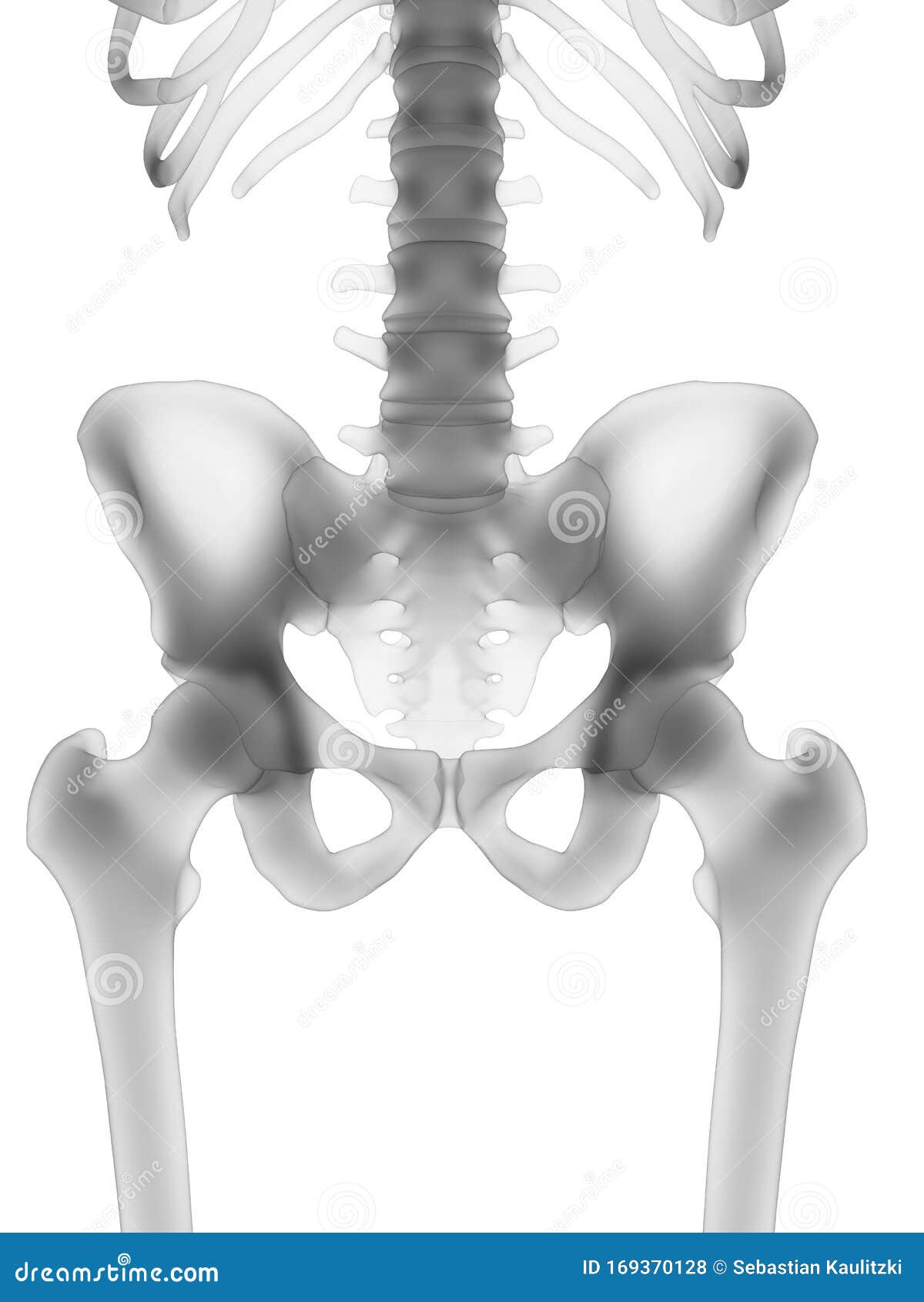 The Human Skeleton The Hip Stock Illustration Illustration Of Ilium