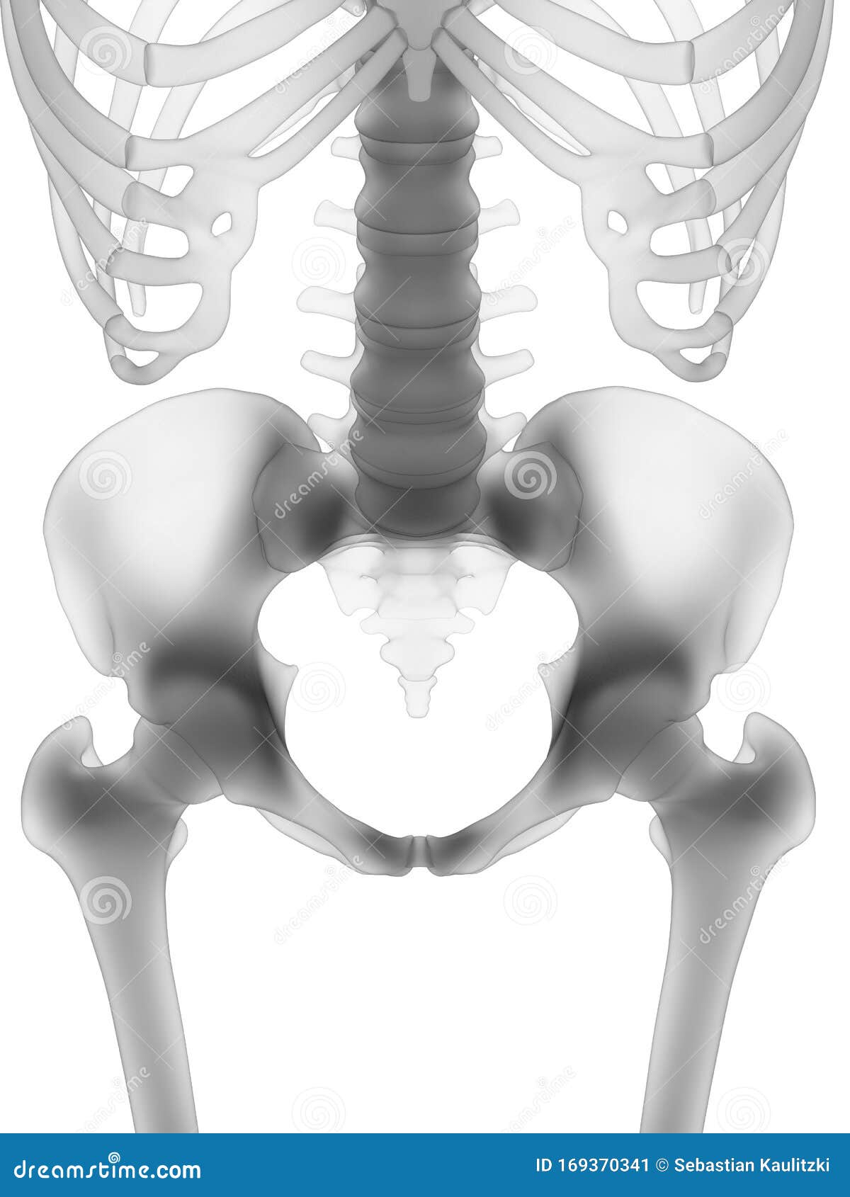 The Human Skeleton The Hip Stock Illustration Illustration Of Joint