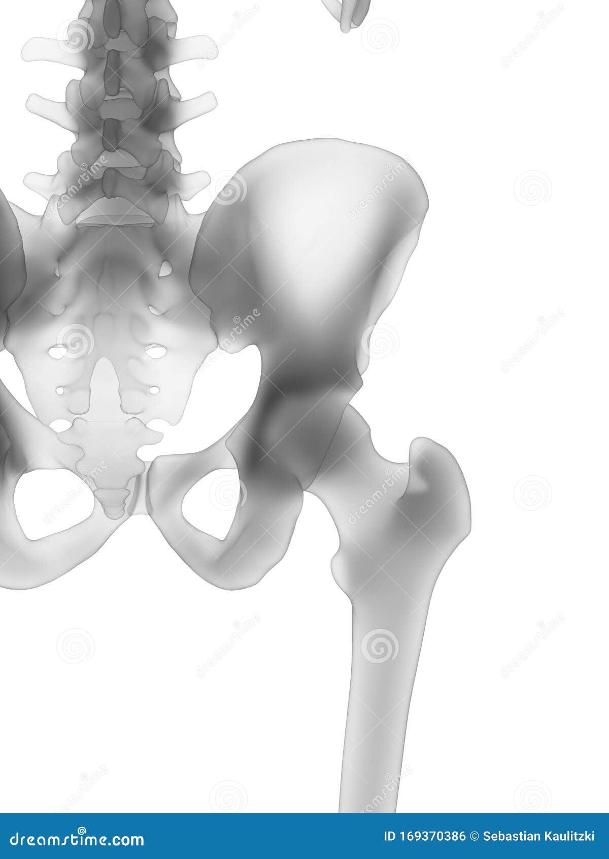 The Human Skeleton The Hip Stock Illustration Illustration Of Ilium