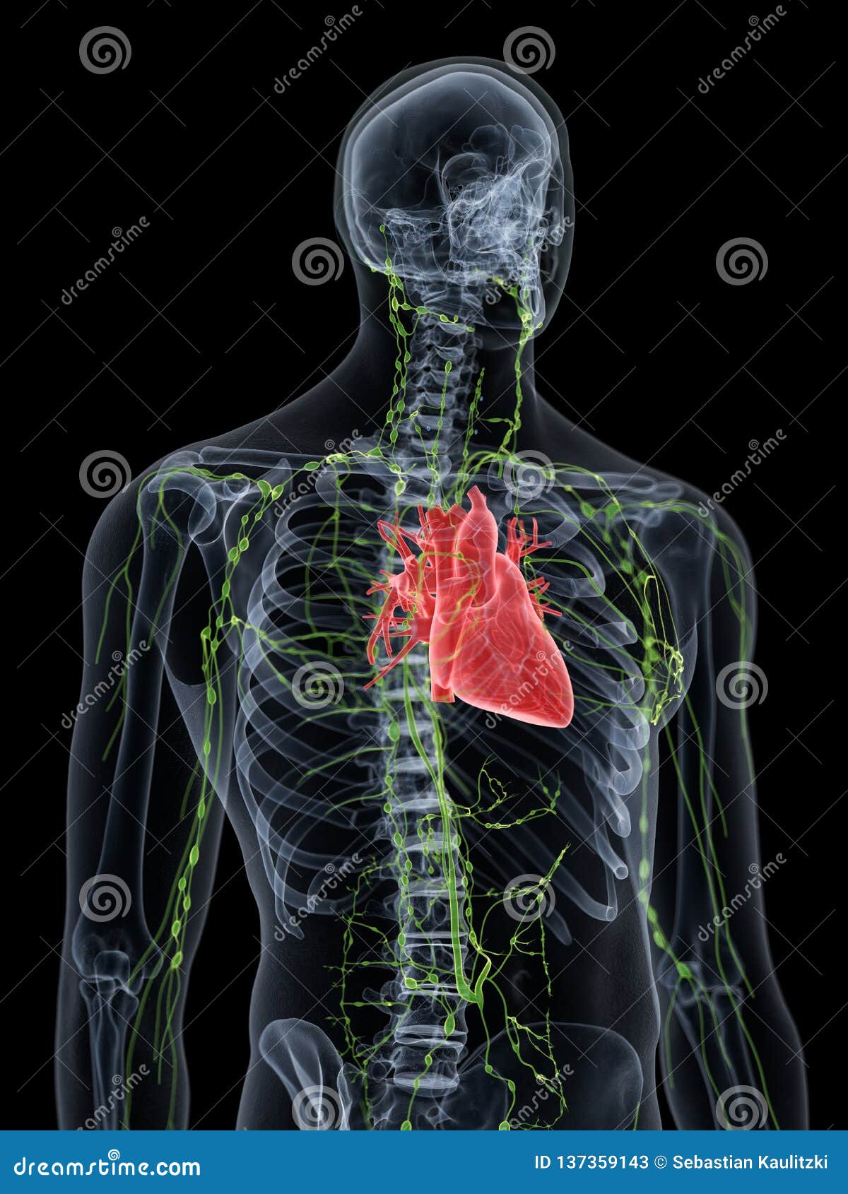 The human thorax anatomy stock illustration Illustration of inside Biology Diagrams