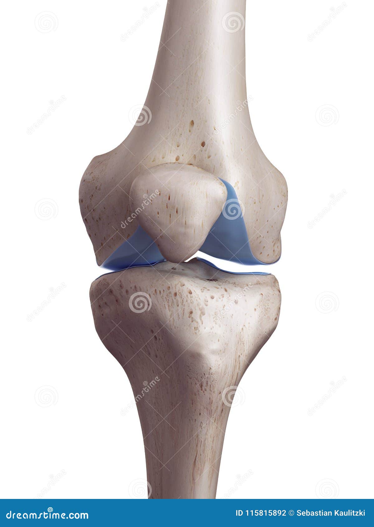 the knee cartilage