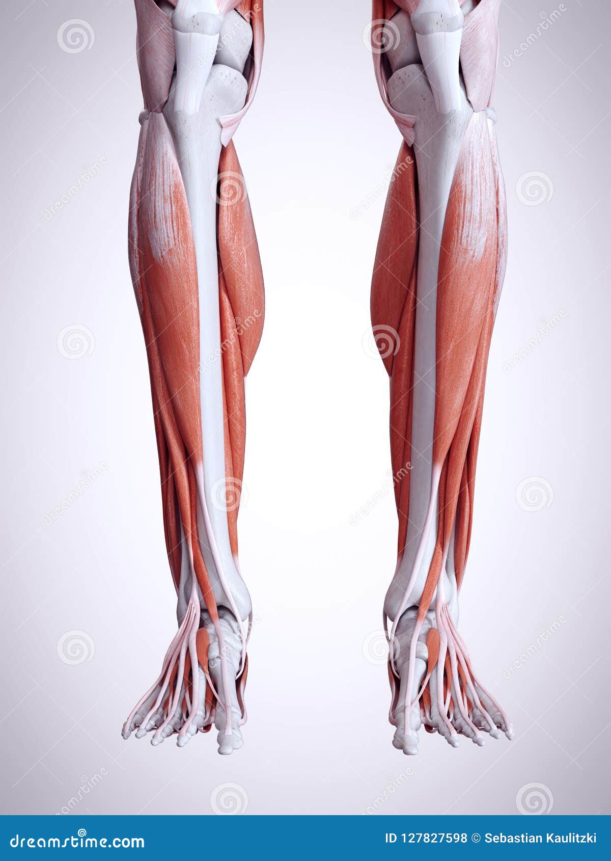 Lower Leg Muscle Cramps, Musculoskeletal Pain