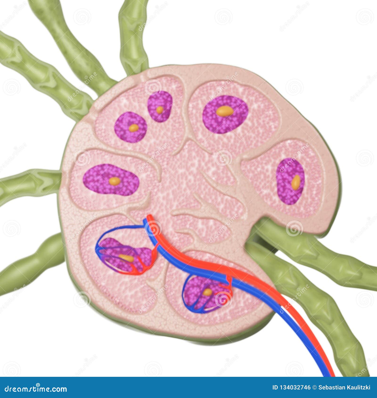 a lymph node cross section