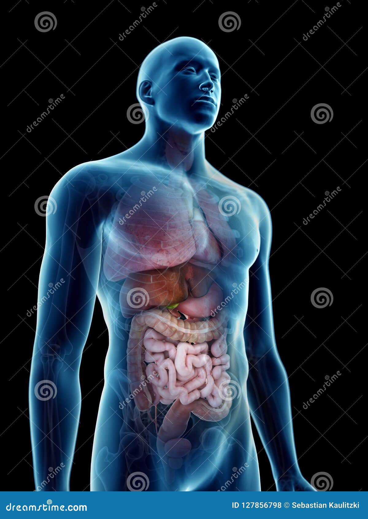 A mans internal organs stock illustration. Illustration of intestine