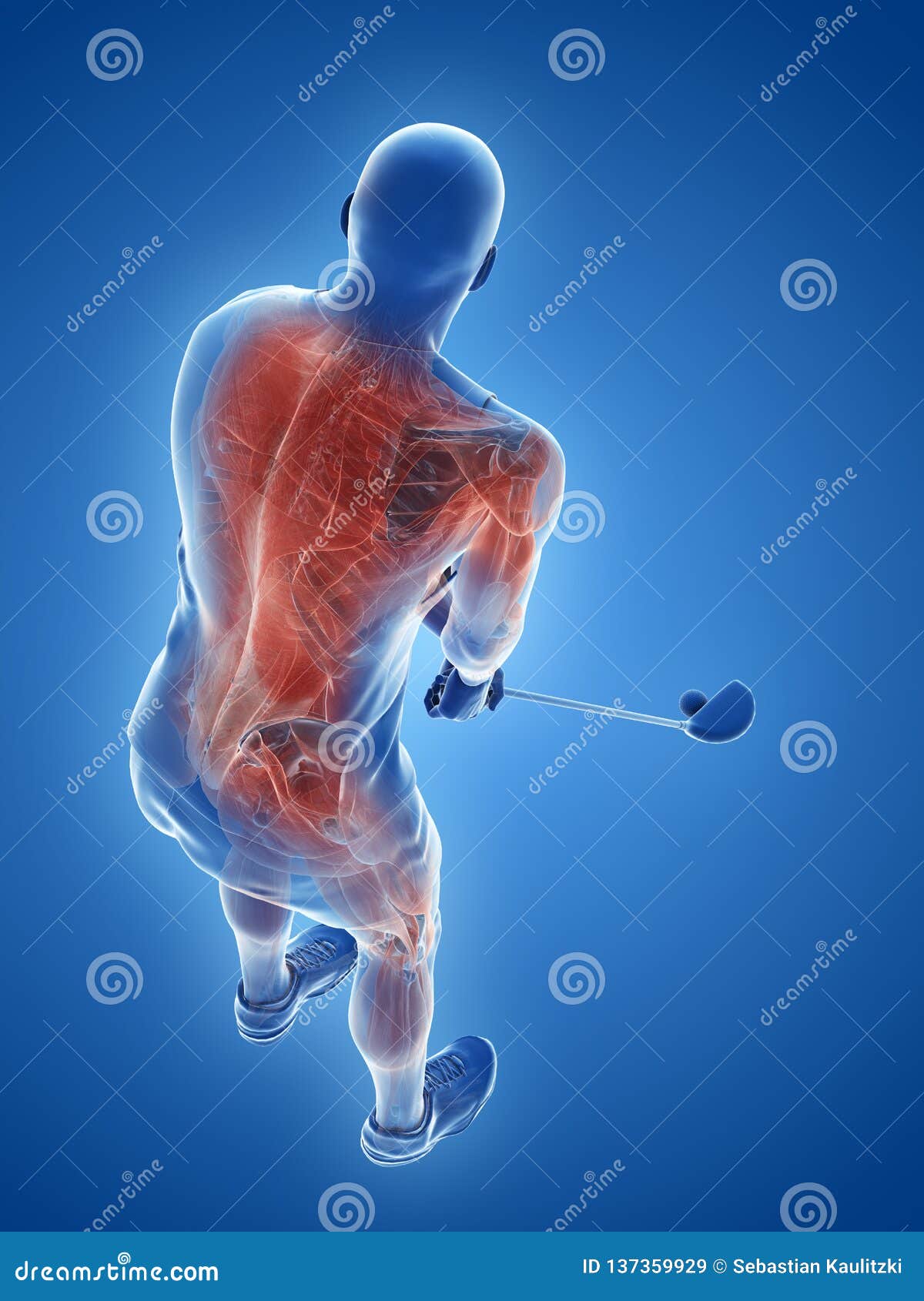 The Muscles of a Golf Player Stock Illustration Illustration of human