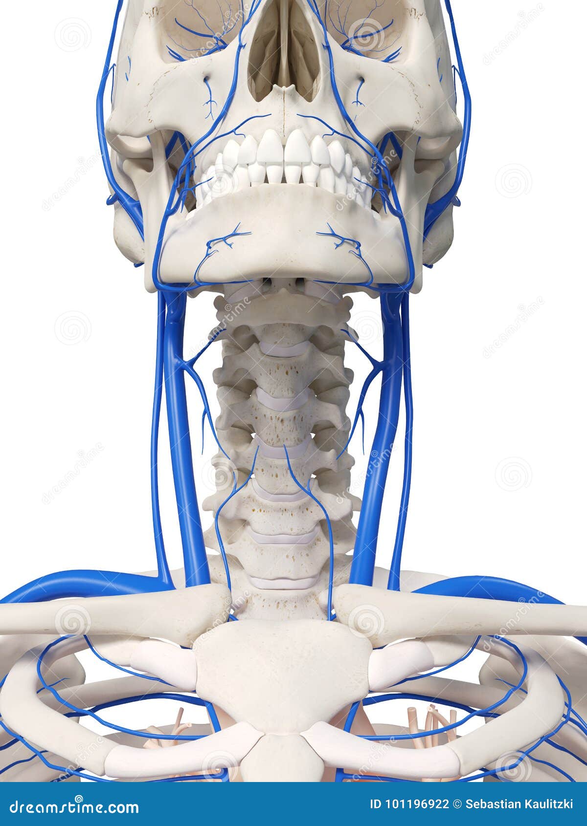 The neck veins stock illustration. Illustration of medically - 101196922
