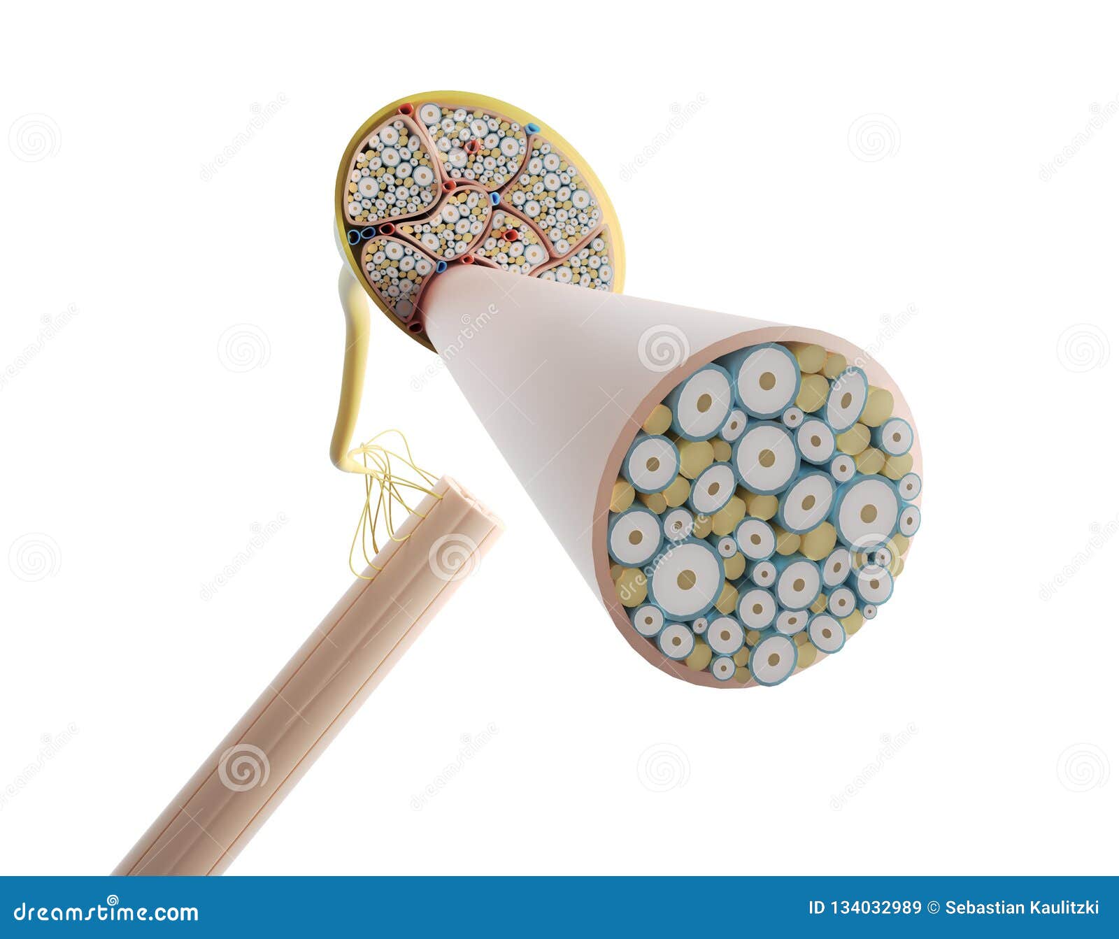 The nerve structure stock illustration. Illustration of illustration