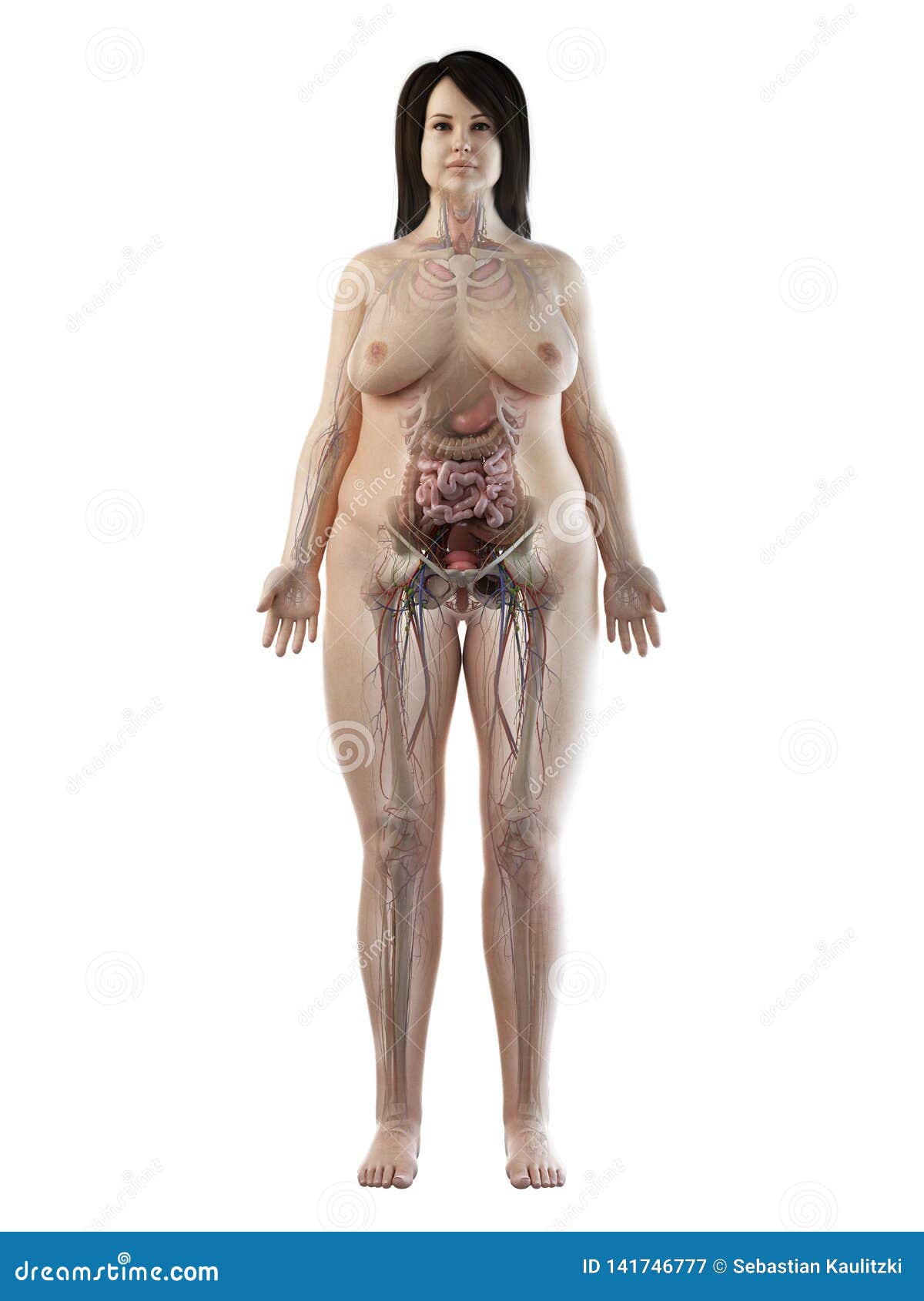 голая женская анатомия (120) фото