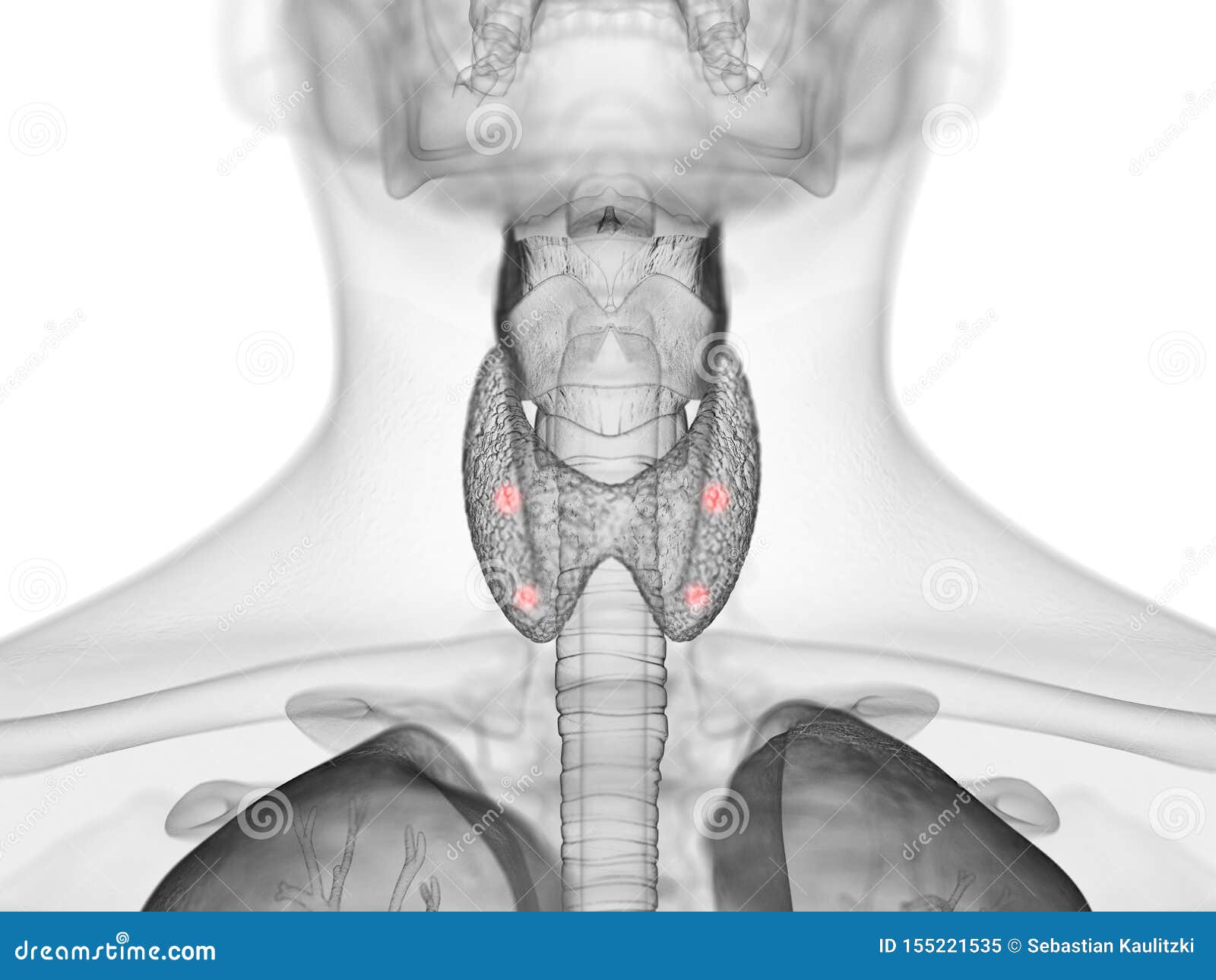 the para thyroid glands