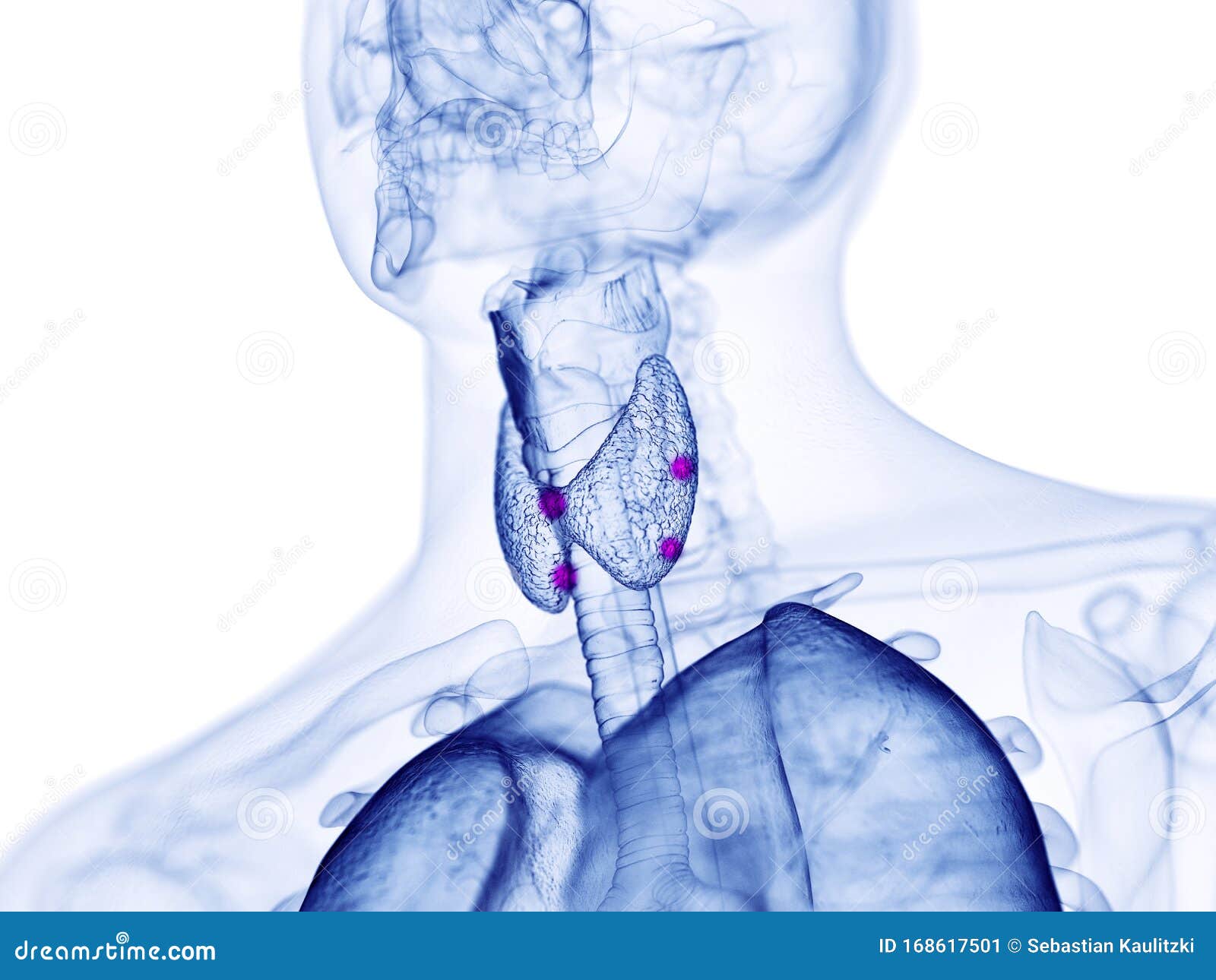 the para thyroid glands