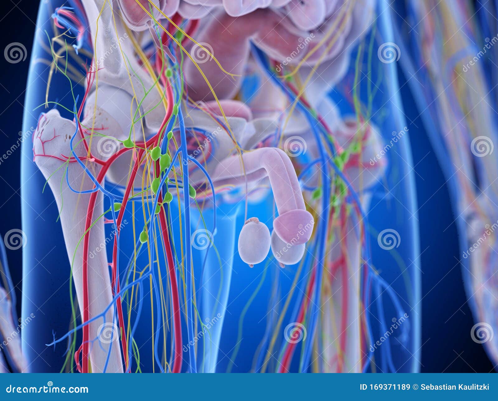 The pelvic anatomy stock illustration. Illustration of arteries Biology Diagrams