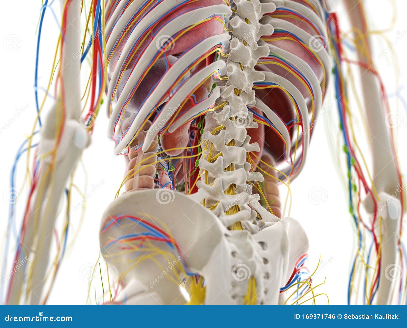 The pelvic anatomy stock illustration. Illustration of medically ... Biology Diagrams