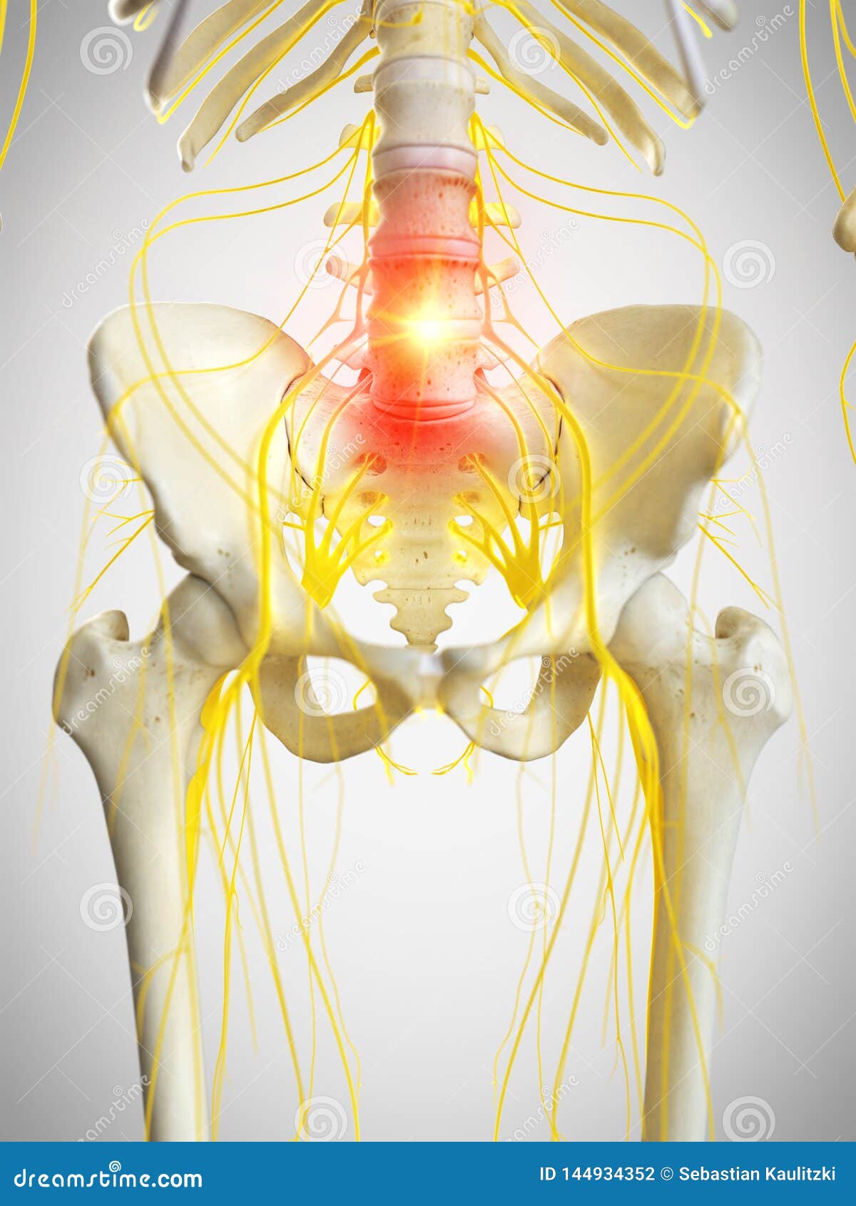 Pelvic Nerves Vector Illustration | CartoonDealer.com #41446380