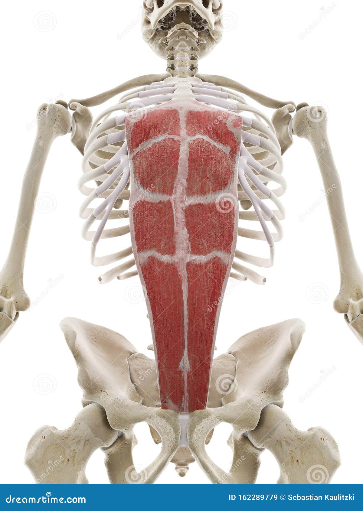 The rectus abdominis stock illustration. Illustration of sports - 162289779