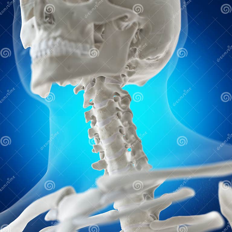 The skeletal neck stock illustration. Illustration of skeletal - 127846739