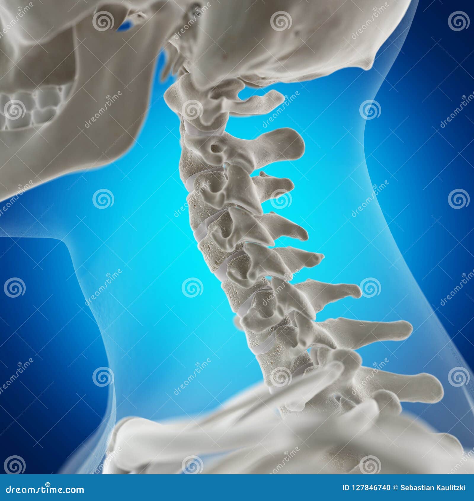 The skeletal neck stock illustration. Illustration of back - 127846740