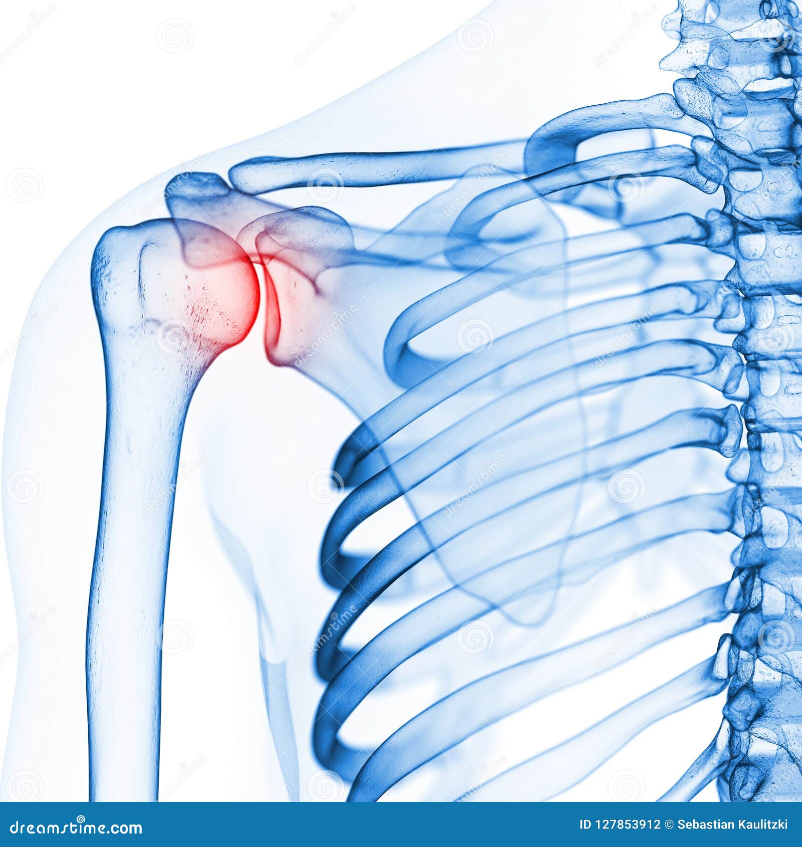 The skeletal shoulder stock illustration. Illustration of medically