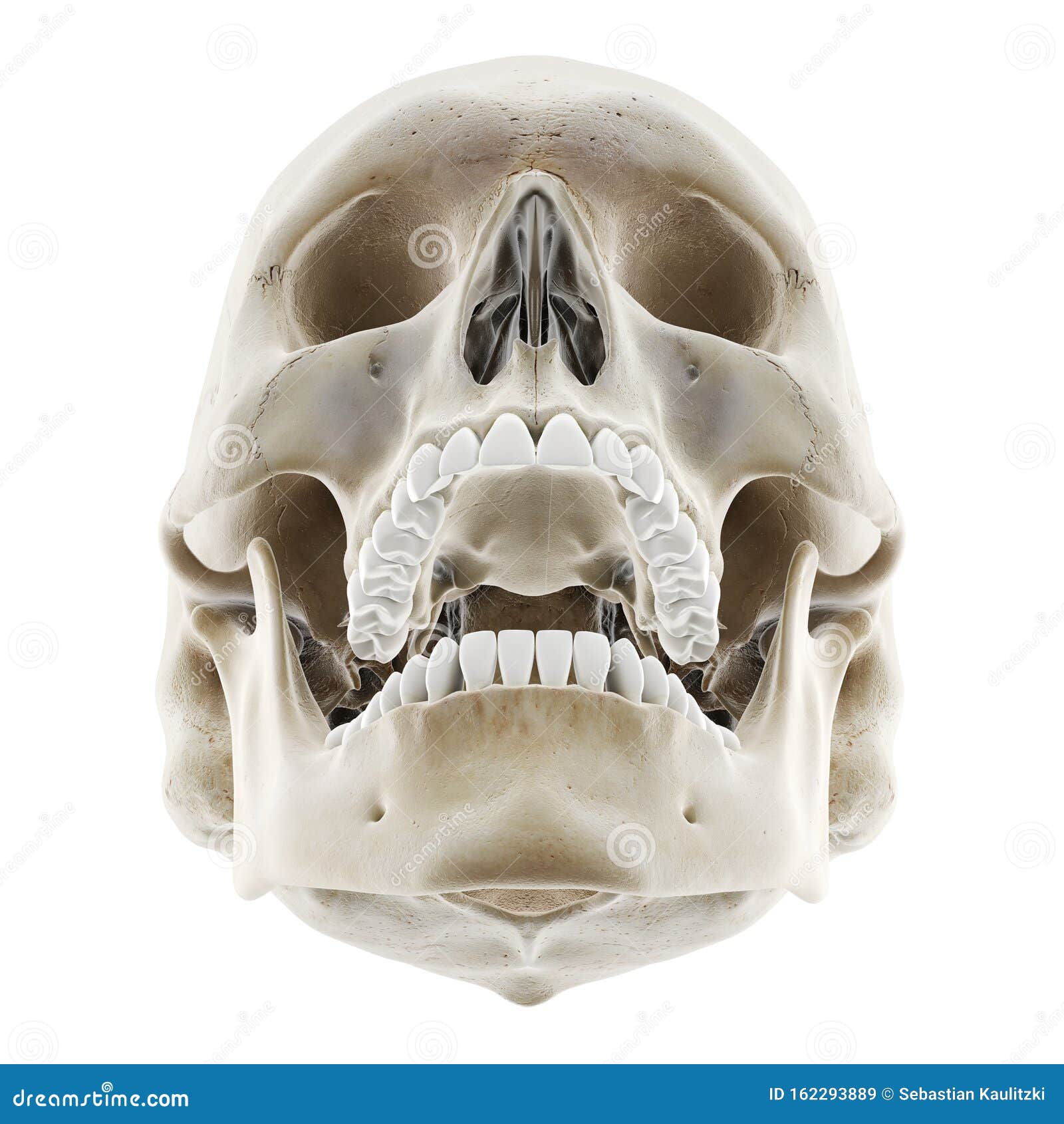 Череп открывает рот. Череп открытая челюсть. Череп с открытой челюстью. Череп человека с открытой челюстью.